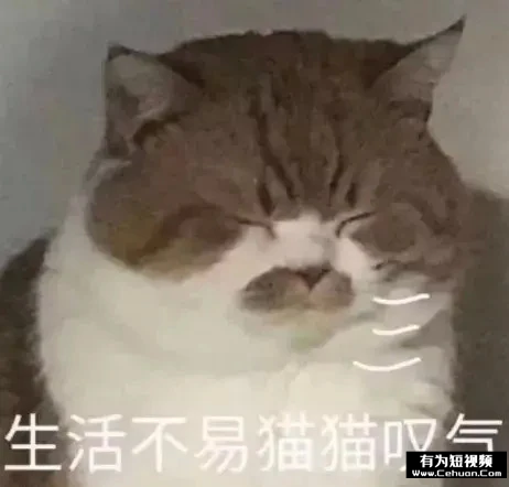 揭秘：號(hào)稱零擼的“養(yǎng)貓賺錢”騙局套路！