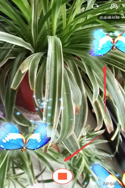 抖音靈性蝴蝶特效怎么弄，好多飛舞蝴蝶特效在哪？
