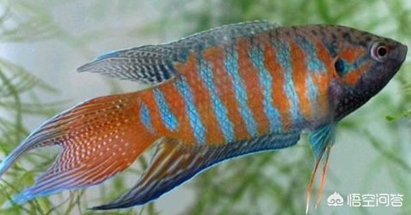 中國斗魚 飼養(yǎng)方式抖音？