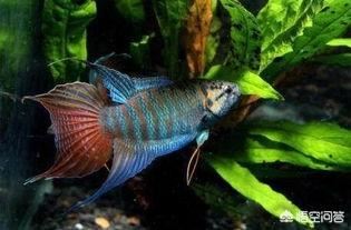 中國斗魚 飼養(yǎng)方式抖音？