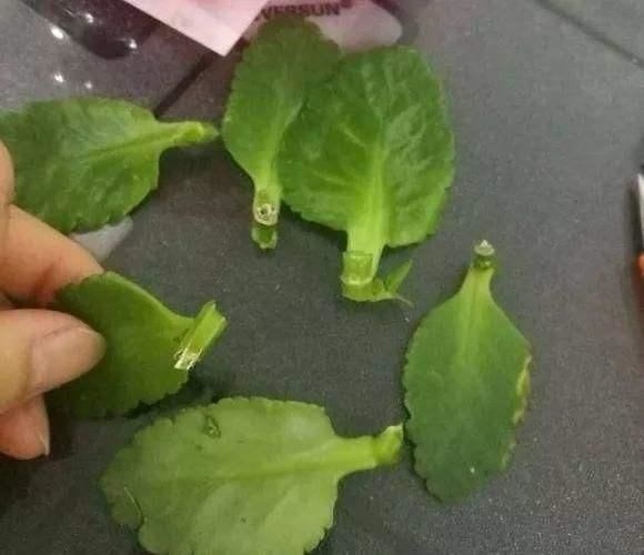 長壽花扦插方法抖音？