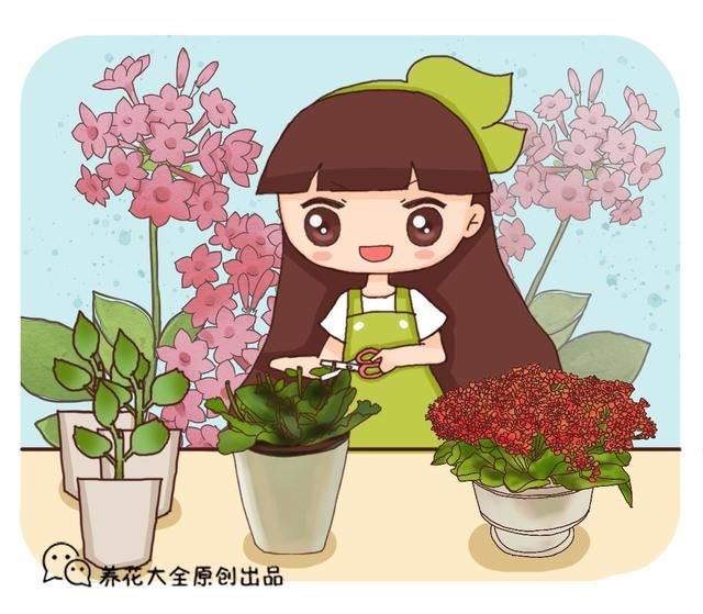 長壽花扦插方法抖音？
