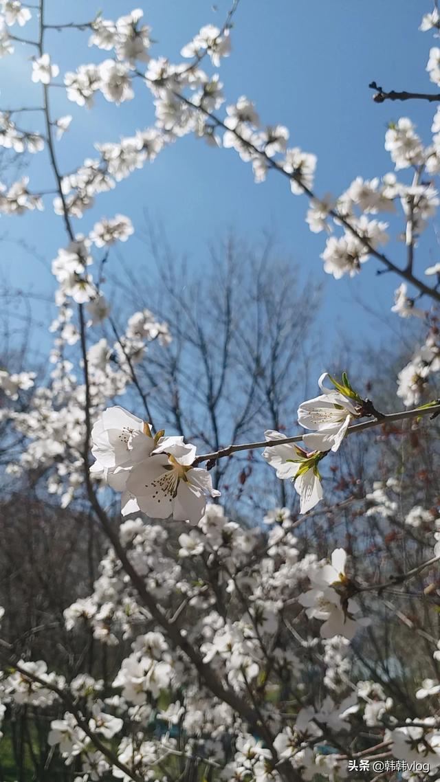 視頻過(guò)長(zhǎng)怎么發(fā)送微信，微信沒(méi)辦法發(fā)送？