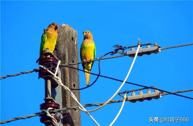手機什么直播平臺能賺錢？