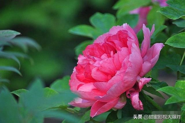 牡丹花抖音文案怎樣寫？