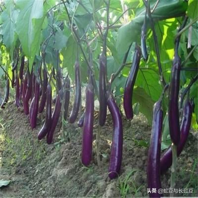 要做賣菜的生意，去哪里弄貨源比較好？